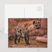 Laughing Hyena:Briefkaart Briefkaart (Voorkant / Achterkant)