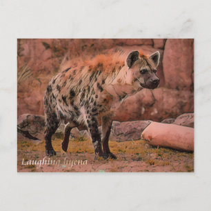 Laughing Hyena:Briefkaart Briefkaart