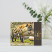 Laughing hyena [Postcard] Briefkaart (Staand voorkant)