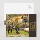 Laughing hyena [Postcard] Briefkaart (Voorkant / Achterkant)