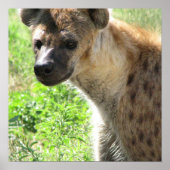 Laughing Hyena Poster (Voorkant)