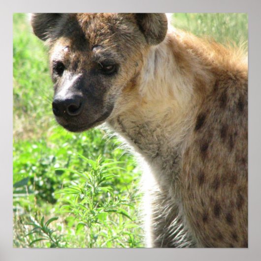 Laughing Hyena Poster (Voorkant)