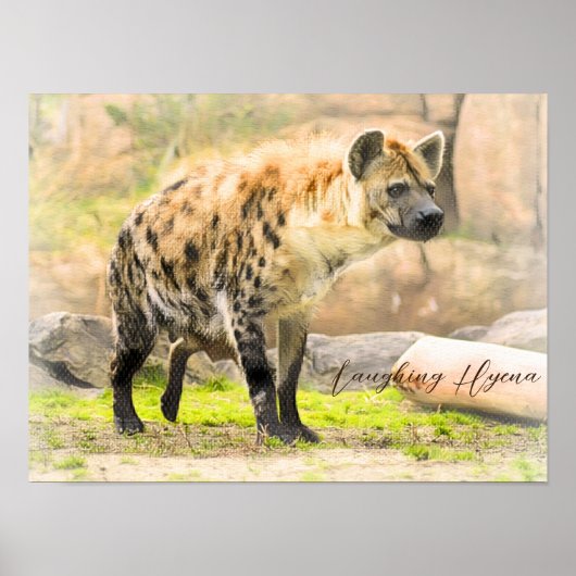 Laughing Hyena Poster (Voorkant)