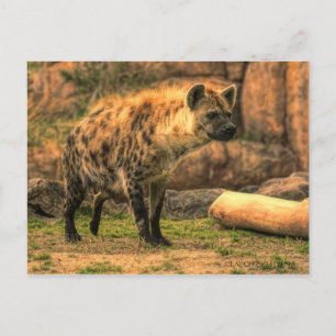 Laughing Hyena (Ver. 2.0): Briefkaart