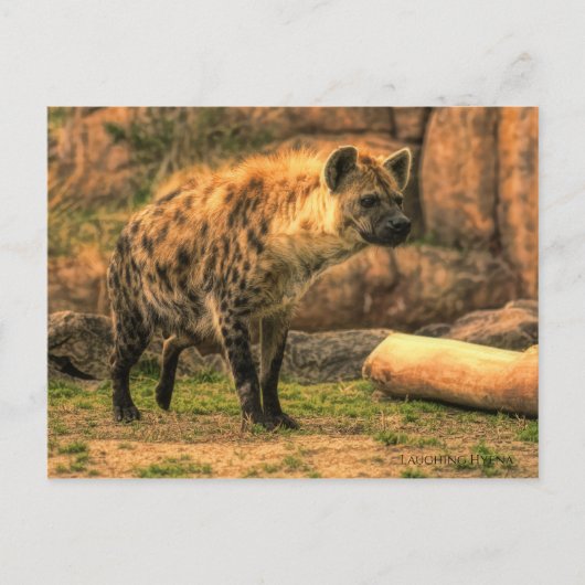 Laughing Hyena (Ver. 2.0): Briefkaart (Voorkant)