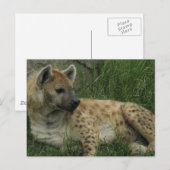Laughing Hyenas Briefkaart (Voorkant / Achterkant)
