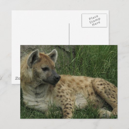 Laughing Hyenas Briefkaart (Voorkant / Achterkant)