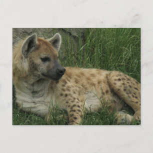 Laughing Hyenas Briefkaart