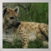 Laughing Hyenas Poster (Voorkant)