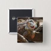 Laughing Iguana Photo Vierkante Button 5,1 Cm (Voorkant /achterkant)