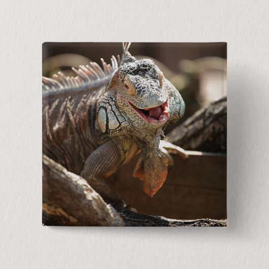 Laughing Iguana Photo Vierkante Button 5,1 Cm (Voorkant)