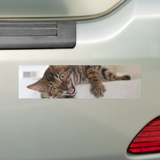 LAUGHING KITTEN BUMPERSTICKER (Op auto)