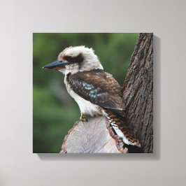 Laughing Kookaburra Australia Bird Canvas Afdruk
