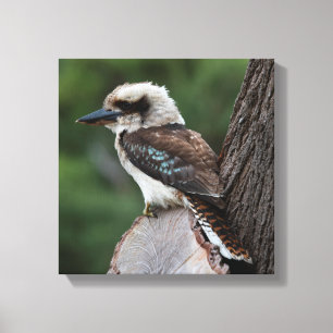 Laughing Kookaburra Australia Bird Canvas Afdruk