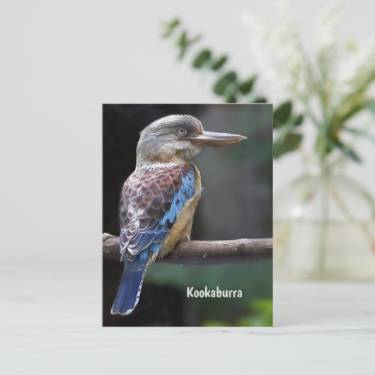 Laughing Kookaburra Bird Briefkaart (Staand voorkant)