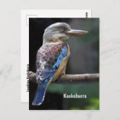 Laughing Kookaburra Bird Briefkaart (Voorkant / Achterkant)