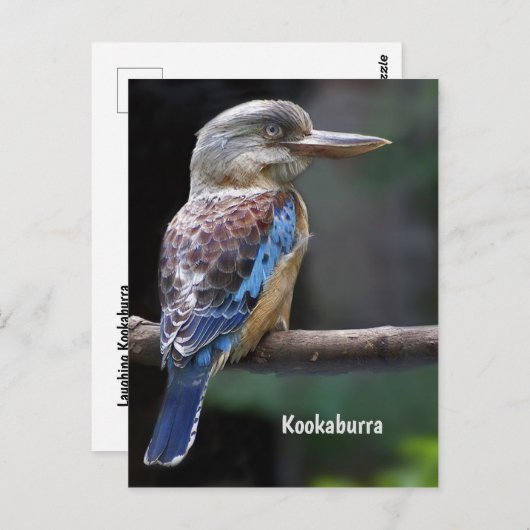 Laughing Kookaburra Bird Briefkaart (Voorkant / Achterkant)