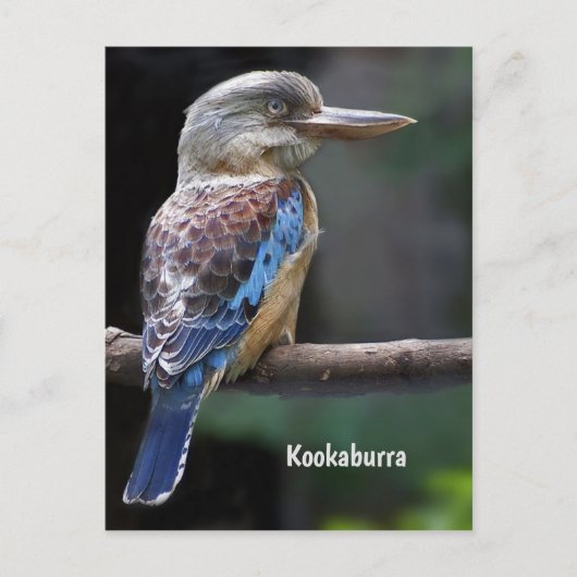 Laughing Kookaburra Bird Briefkaart (Voorkant)