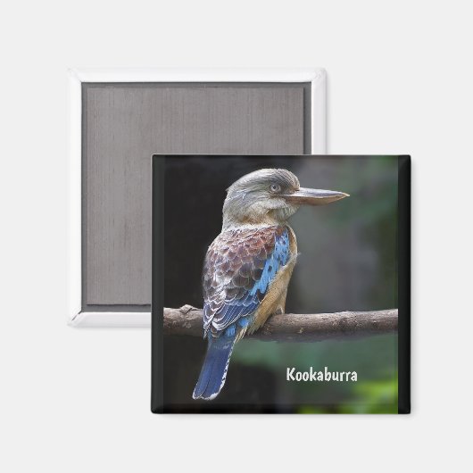Laughing Kookaburra Bird Magneet (Voorkant / Achterkant)