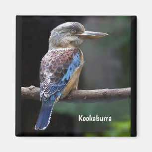 Laughing Kookaburra Bird Magneet