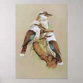 Laughing Kookaburra - Dacelo gigas Poster (Voorkant)