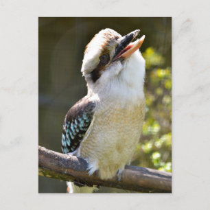 Laughing Kookaburra op branche Briefkaart