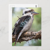 Laughing kookaburra op Fraser Island Australia Briefkaart (Voorkant / Achterkant)