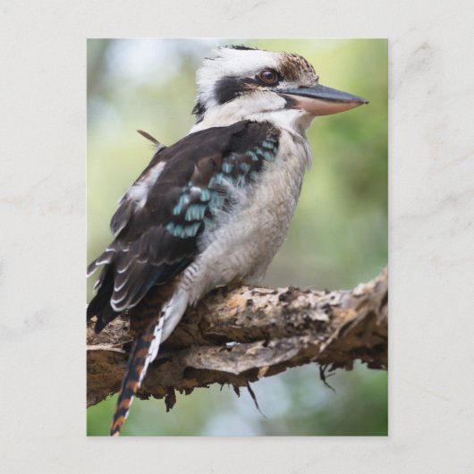 Laughing kookaburra op Fraser Island Australia Briefkaart (Voorkant)