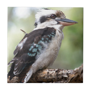 Laughing kookaburra op Fraser Island Australia Tegeltje