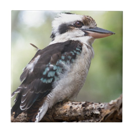 Laughing kookaburra op Fraser Island Australia Tegeltje (Voorkant)