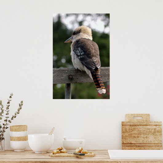 Laughing Kookaburra Poster (Keuken)
