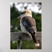 Laughing Kookaburra Poster (Voorkant)
