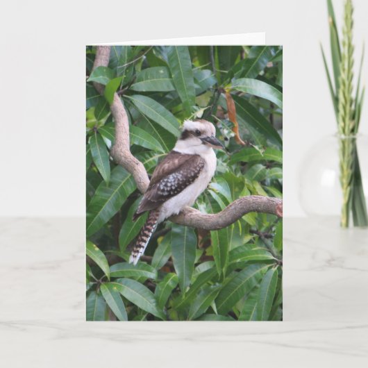 Laughing Kookaburra Wenskaart Kaart (Voorkant)