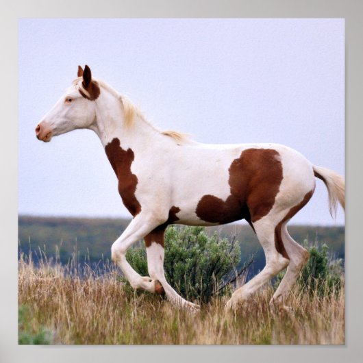 Laughing Maiden Poster (Voorkant)