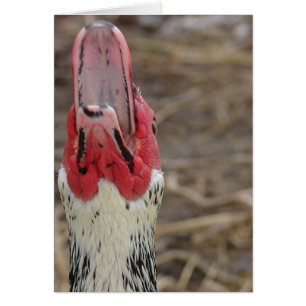 Laughing Muscovy