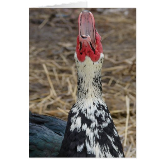 Laughing Muscovy (Voorkant)