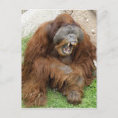 Laughing Orangutan Briefkaart (Voorkant)