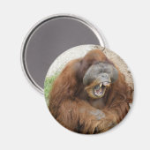 Laughing Orangutan Magneet (Voorkant / Achterkant)