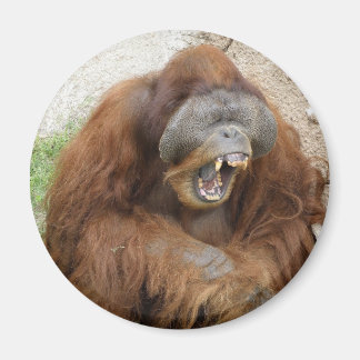 Laughing Orangutan Magneet
