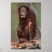 Laughing Orangutan Poster (Voorkant)