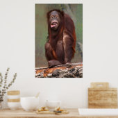 Laughing Orangutan Poster (Keuken)