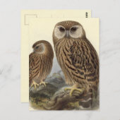 Laughing Owl  Illustratie Briefkaart (Voorkant / Achterkant)