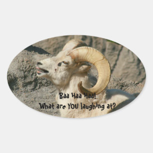 Laughing Rocky Mountain Bighorn Sheep Ovale Sticker