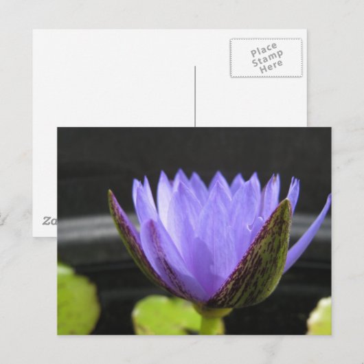 Laura Frase Briefkaart (Voorkant / Achterkant)