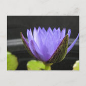 Laura Frase Briefkaart (Voorkant)