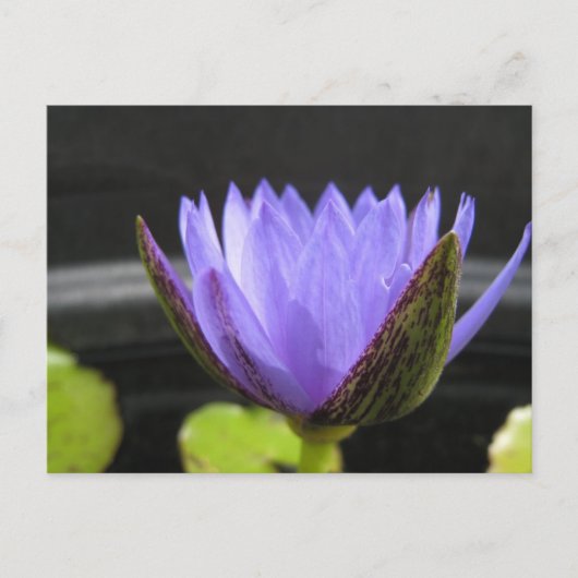 Laura Frase Briefkaart (Voorkant)