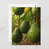 Laurales Briefkaart (Voorkant / Achterkant)