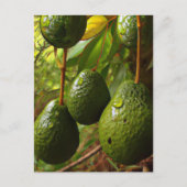 Laurales Briefkaart (Voorkant)