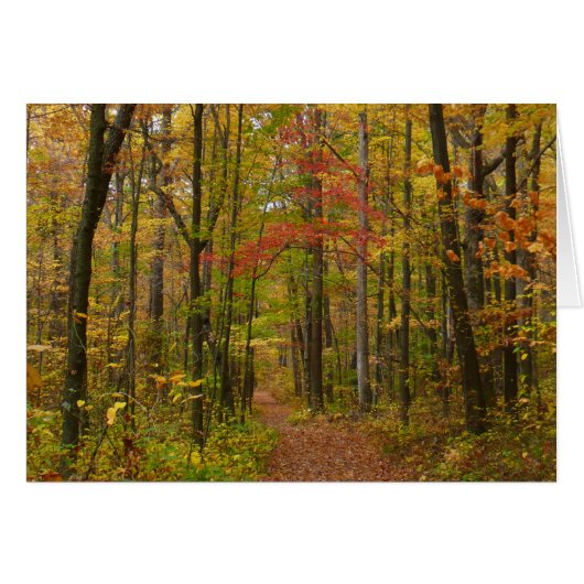 Laurel Hill Trail in de herfst (Voorkant Horizontaal)