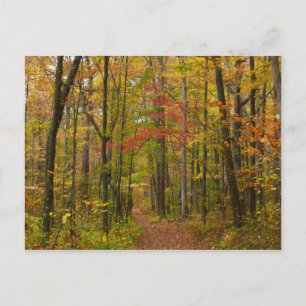 Laurel Hill Trail in de herfst Briefkaart